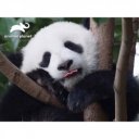 3D puzzle Prime 3D Óriáspanda 500 darabos