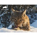 3D puzzle Prime 3D Hiúz 500 darabos