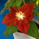 Mikulásvirág LED