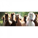 Puzzle 1000 db panoráma - Vadlovak Ravensburger