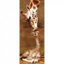 Puzzle 1000 db panoráma - Zsiráfok Ravensburger