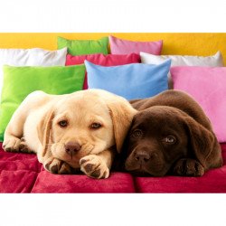 Puzzle 1000 db - Barátság Ravensburger Puzzle Ravensburger