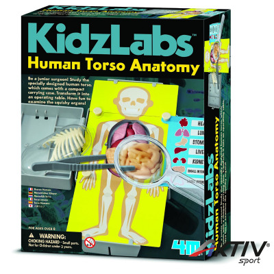 4M emberi torzó anatómiája készlet