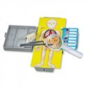 4M emberi torzó anatómiája készlet