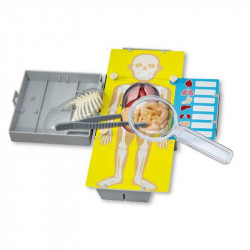 4M emberi torzó anatómiája készlet