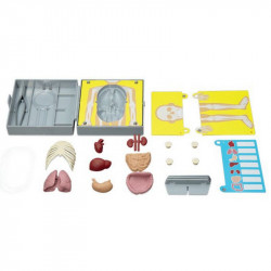 4M emberi torzó anatómiája készlet