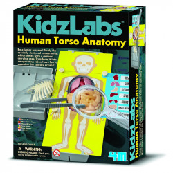 4M emberi torzó anatómiája készlet Kreatív készletek 4M