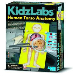 4M emberi torzó anatómiája készlet Kreatív készletek 4M