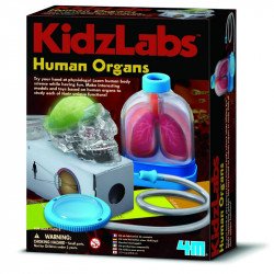 4M emberi szervek készlet Kreatív készletek 4M