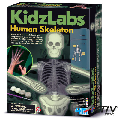 4M emberi csontváz készlet