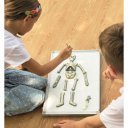 4M emberi csontváz készlet