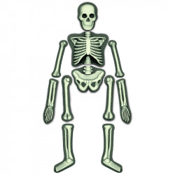 4M emberi csontváz készlet