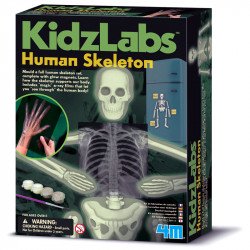 4M emberi csontváz készlet Kreatív készletek 4M
